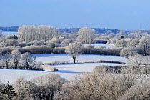 Landscape of snow covered Oak trees (Quercus) woodland and fields,  Germany. December,