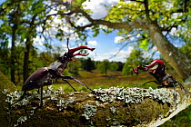 Stag beetles (Lucanus cervus) fighting on oak tree branch,  , Elbe, Germany, June.