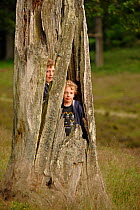 Children playing inside hollow of Sessile oak tree (Quercus petraea) Niedersechsische Elbtalaue Biosphere Reserve, Elbe Valley, Lower Saxony, Germany, July.