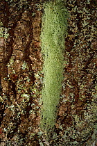 Lichen (Usnea dasypoga) on English oak tree (Quercus robur) near Norra Kvill National Park, Rumskulla socken, Smaland, Sweden, August.