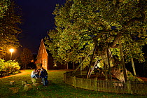 'Femeiche' the Court Tree at night, an ancient English oak (Quercus robur) used in the Middle ages as Vehmic or secret court in which  serious criminals were judged and executed. Erle, Germany, Octobe...