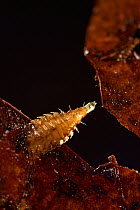 Fly larvae (Fannia sp.) on oak tree leaves. Niedersechsische Elbtalaue Biosphere Reserve, Elbe Valley, Lower Saxony, Germany, December.
