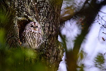 Tawny owl (Strix aluco) perched in oak tree, Nymphenburg, Germany, October.