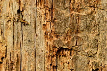 Viviparous lizard (Zootoca vivipara) hunting for insects in holes of oak tree,  Niedersechsische Elbtalaue Biosphere Reserve, Elbe Valley, Lower Saxony, Germany, September.