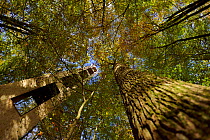 Tower built for research ing English oak (Quercus robur) trees in woodland, viewed from below.  Kaiserslautern University of Technology, Germany. October.