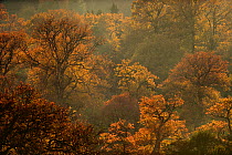 English oak tree (Quercus robur) woodland in autumn colours, Kellerwald, Hesse, Germany,  November.