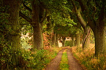 Avenue of Oak trees (Quercus) Eickelberg, Warnowtal, Germany, September.