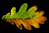 English oak tree leaf (Quercus robur) with autumn colours. Niedersechsische Elbtalaue Biosphere Reserve, Elbe Valley, Lower Saxony, Germany, November.