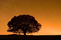English oak tree (Quercus robur) silhouetted against orange sky with star trails, Nauroth, Germany, October.