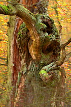 English oak tree (Quercus robur) gnarled  branch, Kellerwald, Hesse Germany, November.