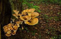 Dryad's saddle fungus (Polyporous squamosus) growing on tree stump, South Yorkshire, England, UK.