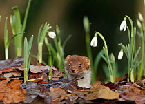 Weasel (Mustela nivalis) looking out of hole on woodland floor with snowdrops, Sheffield, England, UK.
