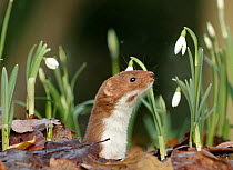 Weasel (Mustela nivalis) looking out of hole on woodland floor with snowdrops, Sheffield, England, UK.