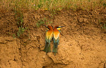 European bee-eater (Merops apiaster) pair on riverbank, Hungary, May.