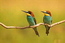 European bee-eater (Merops apiaster) pair during courtship, Hungary