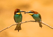 European bee-eater (Merops apiaster) pair during courtship, male offering insect, Hungary, May.