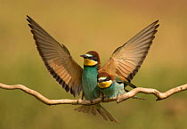 European bee-eater (Merops apiaster) pair during courtship, Hungary, May.