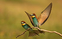 European bee-eater (Merops apiaster) pair during courtship, Hungary, May.