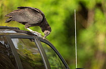 Black vulture (Coragyps atratus) attacking rubber window mounts on cars, Florida, USA. February.