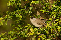 Male Blackcap (Sylvia atricapilla) perched in tree, South Yorkshire, England, UK, April.