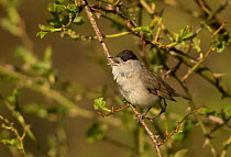 Male Blackcap (Sylvia atricapilla) perched in tree, South Yorkshire, England, UK, April.