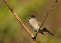 Male Blackcap (Sylvia atricapilla) singing in tree, South Yorkshire, England, UK, April.