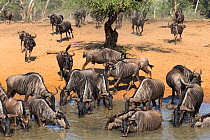 Blue wildebeest (Connochaetes taurinus) drinking at water, Mkhuze Game Reserve, KwaZulu-Natal, South Africa, June
