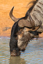 Blue wildebeest (Connochaetes taurinus) drinking at waterhole, Mkhuze Game Reserve, KwaZulu-Natal, South Africa, June