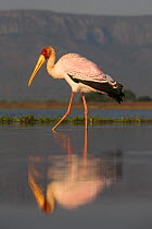 Yellowbilled stork (Mycteria ibis) reflected in water, Zimanga private Game Reserve, KwaZulu-Natal, South Africa, May