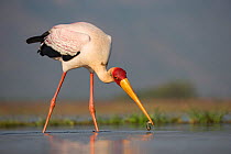 Yellowbilled stork (Mycteria ibis) foraging,  Zimanga private Game Reserve, KwaZulu-Natal, South Africa, May