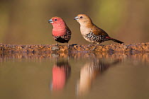 Pink-throated twinspot (Hypargos margaritatus) at waterhole, male (left) and female, Zimanga private Game Reserve, KwaZulu-Natal, South Africa, May
