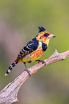 Crested barbet (Trachyphonus vaillantii), Zimanga private Game Reserve, KwaZulu-Natal, South Africa, May