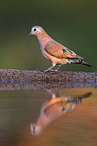 Emerald-spotted wood dove (Turtur chalcospilos), Zimanga private Game Reserve, KwaZulu-Natal, South Africa