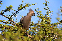 Grey go-away-bird (Corythaixoides concolor), Kruger National Park, South Africa, May
