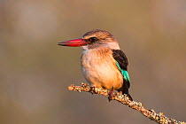 Brown-hooded kingfisher (Halcyon albiventris), Zimanga Private Game Reserve, KwaZulu-Natal, South Africa, May