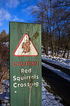 Red squirrel (Sciurus vulgaris)  road traffic warning sign,  Kielder Forest Red Squirrel Reserve Area, Kielder Water and Forest Park, Northumberland, UK, January