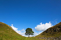 Sycamore (Acer pseudoplatanus) gap, Hadrian's Wall, Northumberland, UK, August