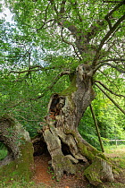 'The Capon Tree' Sessile oak (Quercus petraea), ancient tree, Jedburgh, Scotland, July