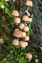 Fairy inkcaps fungus (Coprinellus disseminatus), Northumberland, UK, October.