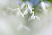 Snowdrops (Galanthus nivalis) Norfolk, UK, February