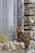 Tawny owl (Strix aluco) by barn door, UK, June. Captive.