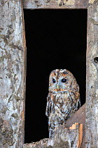 Tawny owl (Strix aluco) perched  barn door, UK, June. Captive.