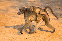 Chacma baboons (Papio ursinus) baby riding on mother's back, Mkhuze Game Reserve, KwaZulu-Natal, South Africa, June