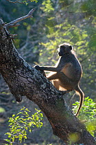 Chacma baboon (Papio ursinus) backlit on tree, Mkhuze Game Reserve, KwaZulu-Natal, South Africa, June
