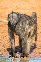 Chacma baboon (Papio ursinus) female at waterhole, Mkhuze Game Reserve, KwaZulu-Natal, South Africa, June