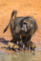 Chacma baboon (Papio ursinus) with babies drinking at waterhole, Mkhuze Game Reserve, KwaZulu-Natal, South Africa, June