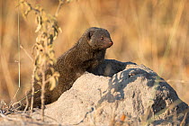 Dwarf mongoose (Helogale parvula) on termite mound, Kruger National Park, South Africa, June