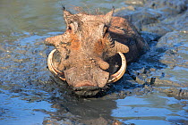 Warthog (Phacochoerus aethiopicus) mudbathing, Mkhuze Game Reserve, KwaZulu-Natal, South Africa, June