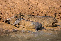Warthog (Phacochoerus aethiopicus)  mother and young mud bathing, Mkhuze Game Reserve, KwaZulu-Natal, South Africa, June