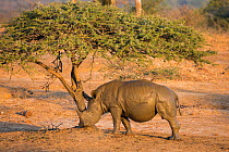 White rhinoceros (Ceratotherium simum), Hluhluwe-iMfolozi Game Reserve, KwaZulu Natal, South Africa, June